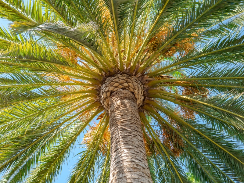 alojamiento rural Malaga piscina costa del sol Alh-8